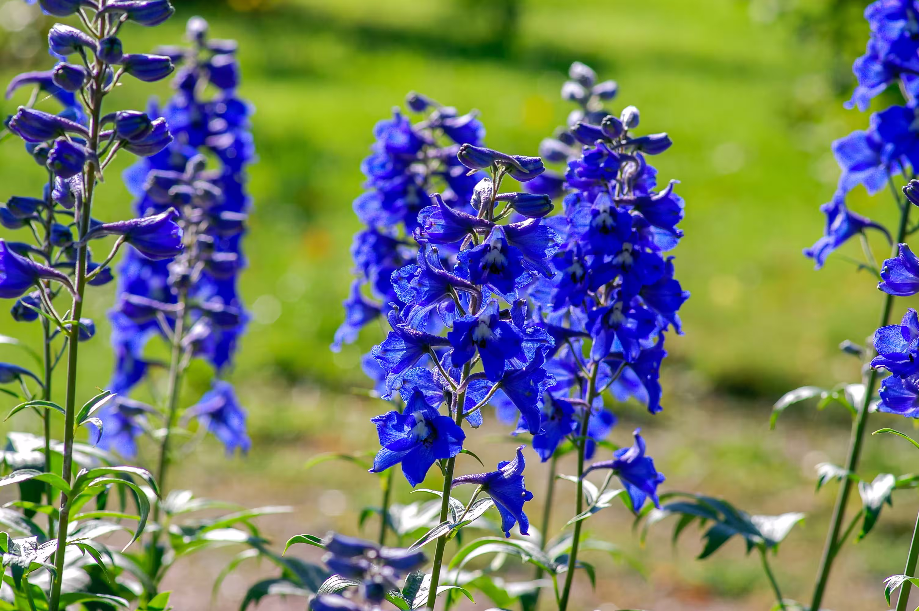 view details of Blue Delphinium