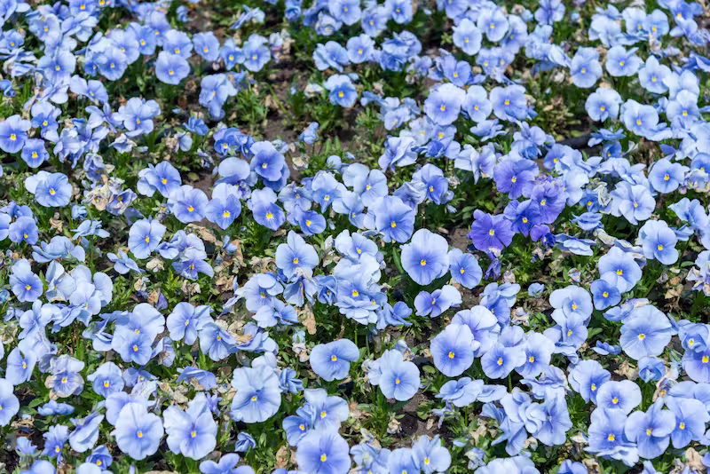 view details of Blue Pansy