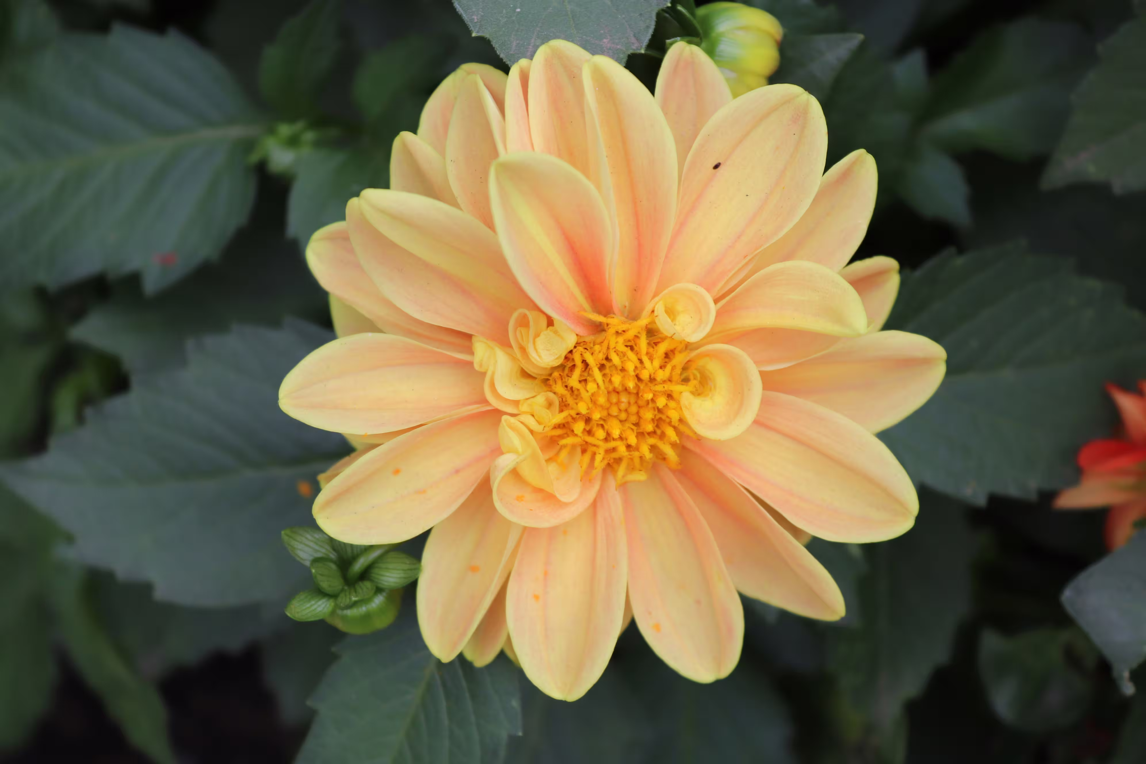 view details of Dahlia
