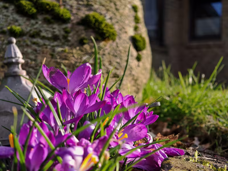 view details of Pink Crocus