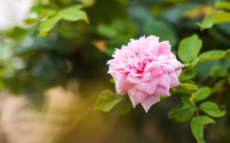 view details of Pink Rose