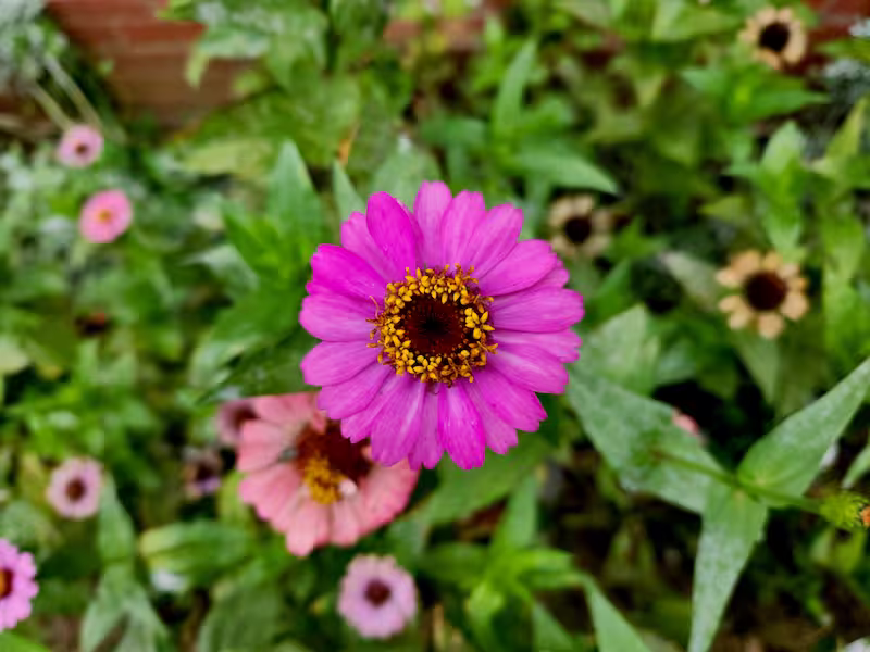 view details of Pink Zinnia
