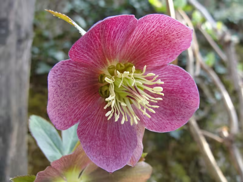view details of Red Hellebore