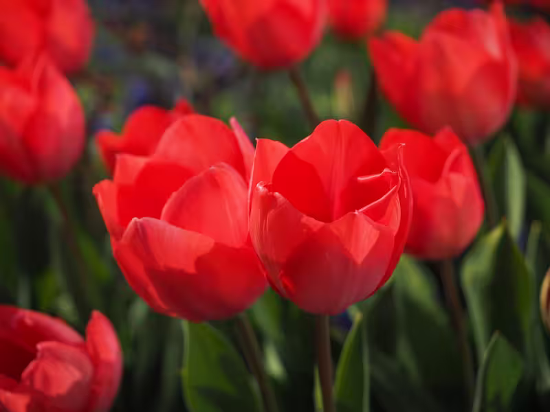 view details of Red Tulip Bulbs test