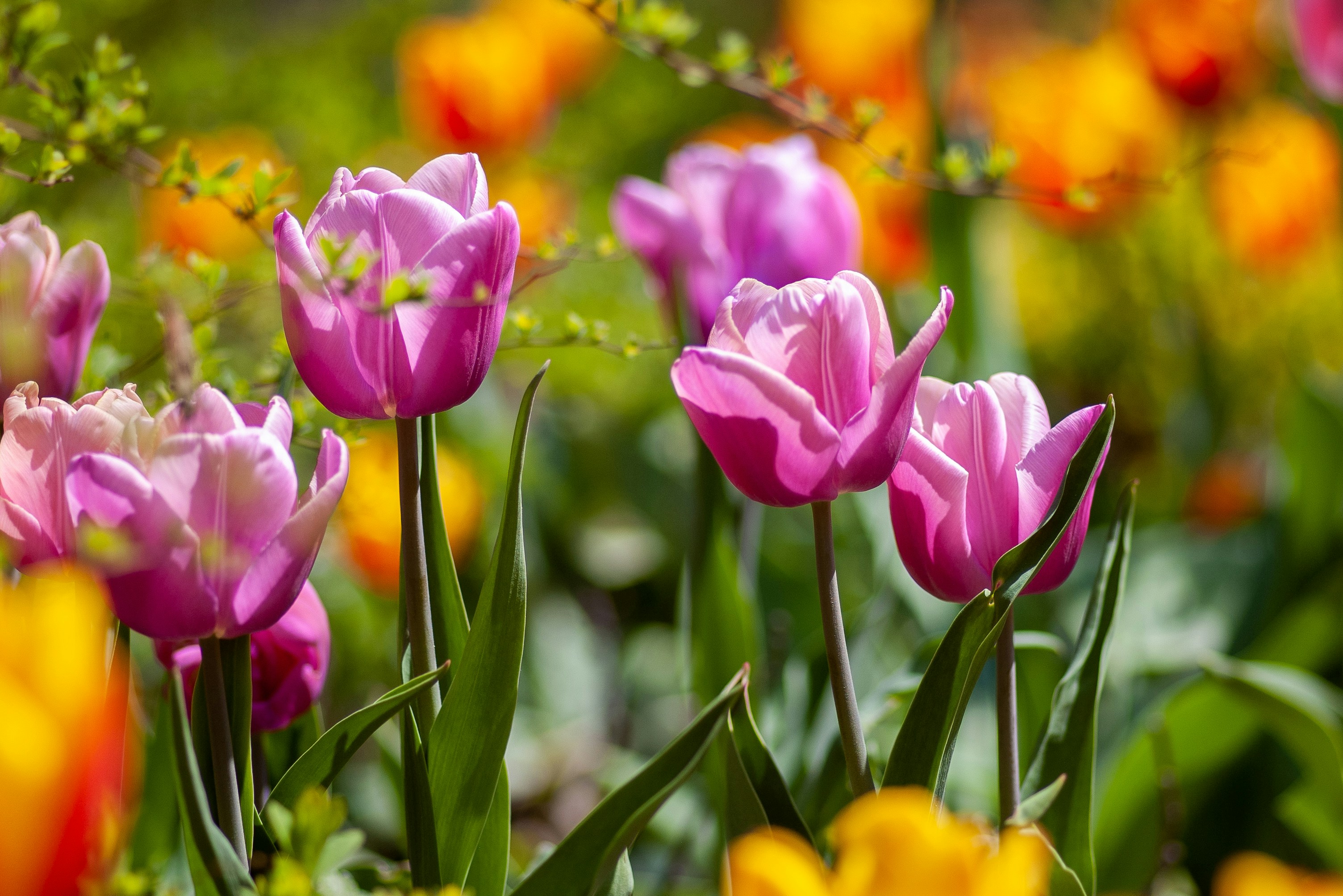 Colourful display of tulips