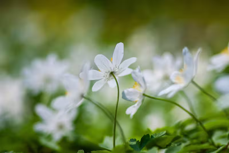 view details of White Anemone