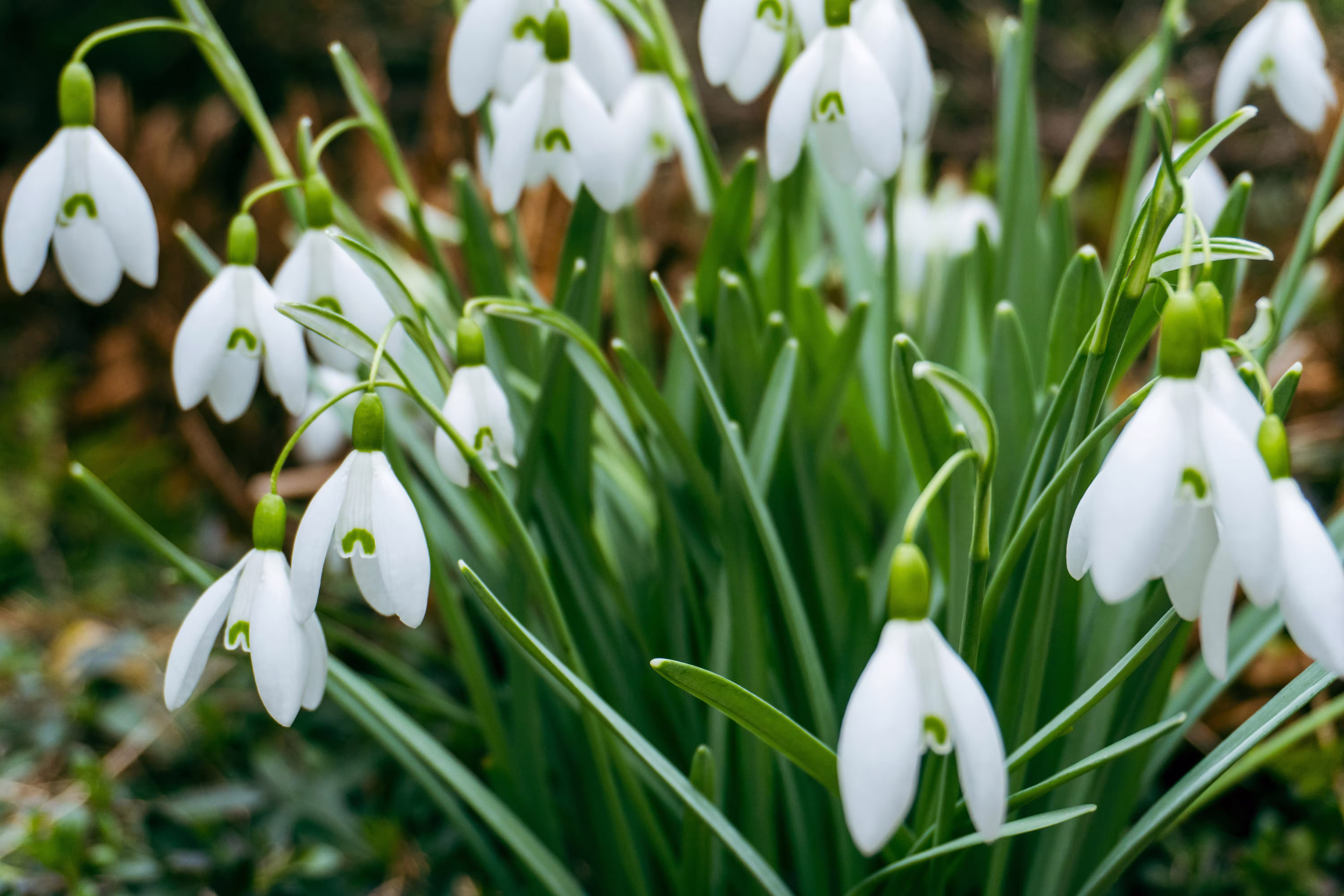 view details of White Snowdrop