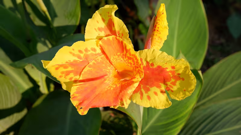 view details of Yellow Canna Lily
