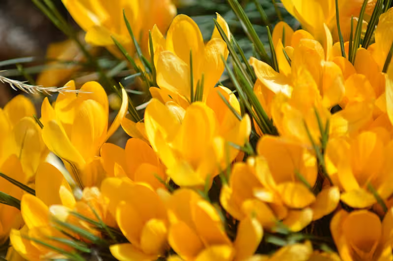 view details of Yellow Crocus