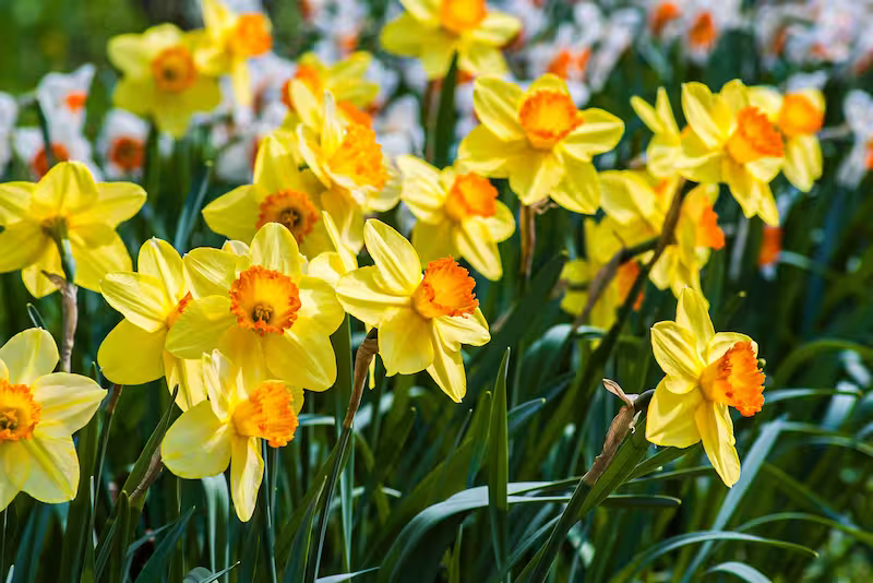 view details of Yellow Daffodil